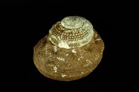 藏品(瘤珠螺)的圖片